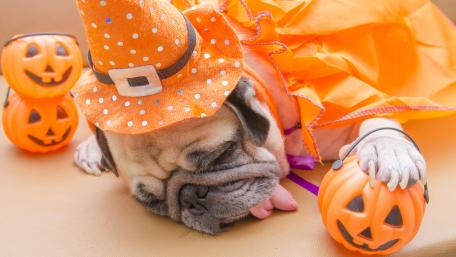 Halloween Pug Costume Fun wallpaper