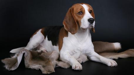 Charming Beagle Posing Gracefully Against Dark Backdrop wallpaper