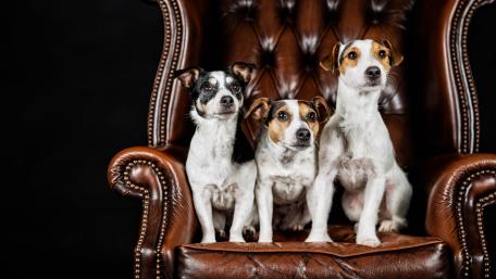 Charming Trio of Dogs on a Vintage Chair wallpaper