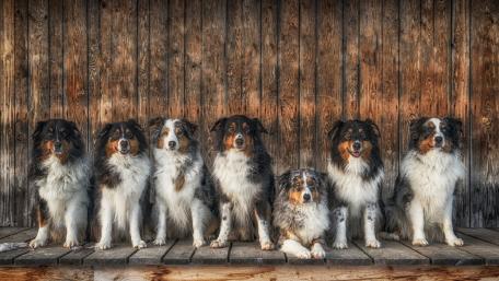 A lot of dogs wallpaper