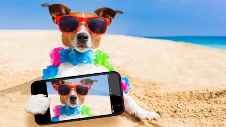 Playful Jack Russell Terrier Enjoys a Beach Day wallpaper