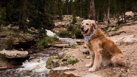 Golden Retriever by the Serene Creek in Nature's Embrace wallpaper