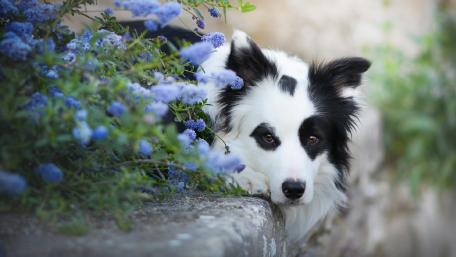 Charming Border Collie Amidst Spring Blooms wallpaper