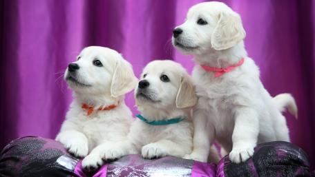 Adorable White Puppies Posing Together wallpaper