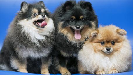 Adorable German Spitz Klein Puppies Playing Together wallpaper