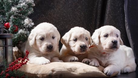 Adorable Golden Retriever Puppies Gathered Together wallpaper