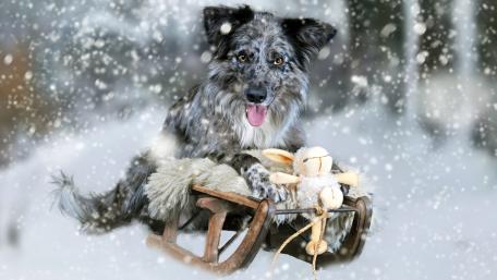 Playful Border Collie Enjoys Snowy Sledge Adventure wallpaper