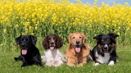 Playful Pups in a Sunny Meadow wallpaper