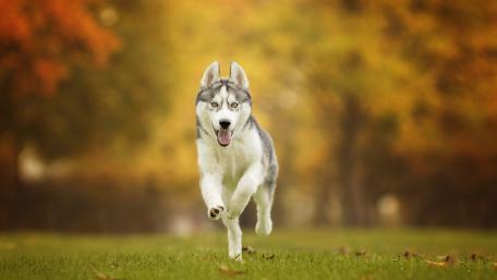 Siberian Husky Running in Autumn Setting wallpaper