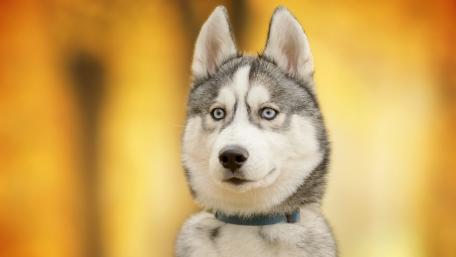 Siberian Husky in Autumn Colors wallpaper