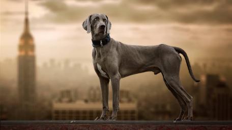 Majestic Weimaraner Against City Skyline wallpaper