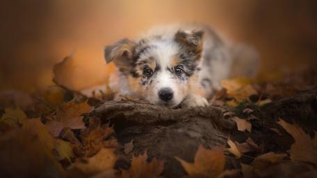 Autumn Cuteness of a Border Collie Puppy wallpaper