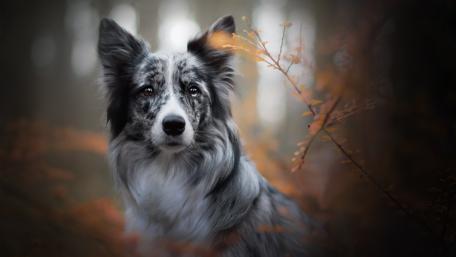 Majestic Border Collie Amidst Autumn Foliage wallpaper