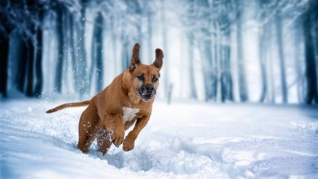 Joyful Dog Running Through Winter Wonderland wallpaper