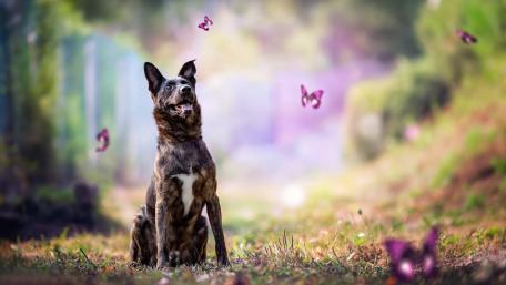 Joyful Dog Surrounded by Butterflies wallpaper