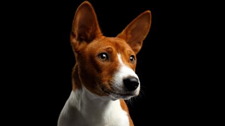 Elegant Basenji Portrait Against Dark Background wallpaper