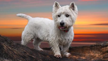 Charming West Highland White Terrier in Scenic Sunset wallpaper