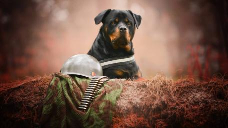 Brave Rottweiler in Combat Gear wallpaper