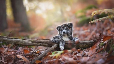 Playful Puppy Surrounded by Autumn Leaves wallpaper