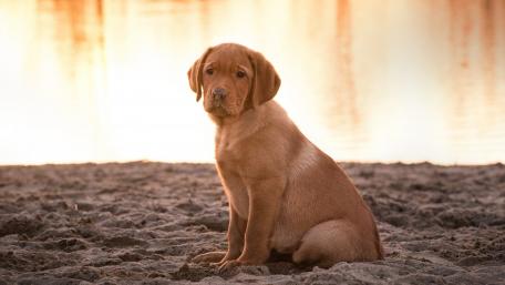 Sunset Puppy by the Water's Edge wallpaper