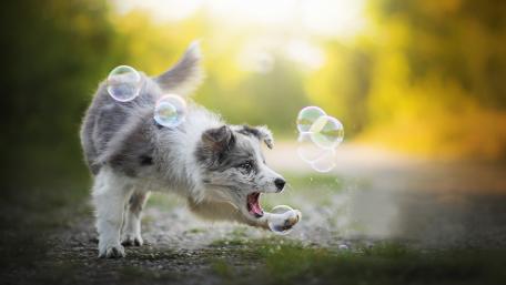 Playful Australian Shepherd Chasing Bubbles in Nature wallpaper