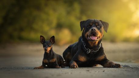 Rottweiler and Tiny Companion Togetherness in Nature wallpaper