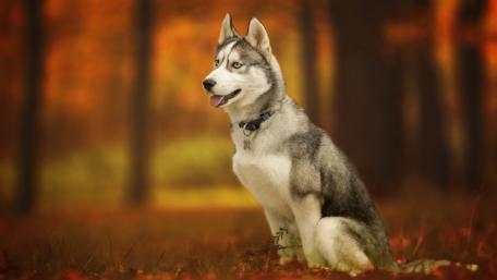 Majestic Siberian Husky in Autumn Forest Scene wallpaper