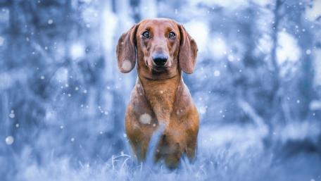 Dachshund in a Winter Wonderland wallpaper