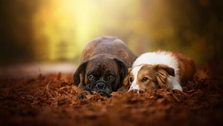 Dogs Relaxing Among Autumn Leaves wallpaper