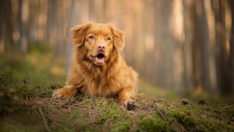 Golden Dog in a Serene Forest Setting wallpaper