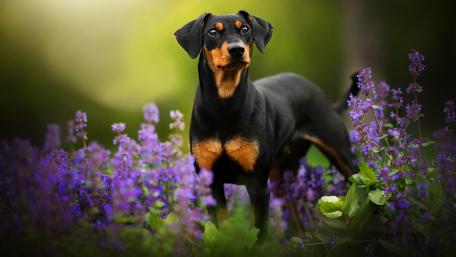 Beautiful Dog Among Vibrant Purple Flowers wallpaper