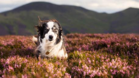 Majestic Border Collie in Blooming Meadow wallpaper