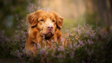 Golden Dog Amidst Blooming Flowers wallpaper