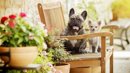 Charming Dogs Enjoying a Sunny Day wallpaper