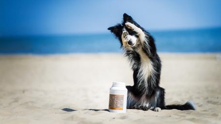Joyful Border Collie Playing on the Beach wallpaper