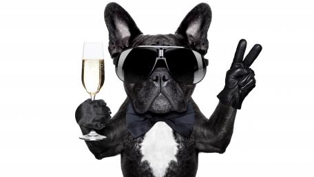 Celebratory French Bulldog Toasts in Style wallpaper
