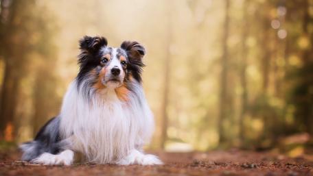 Majestic Sheltie in Serene Forest Setting wallpaper