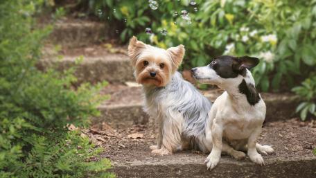 Playful Yorkshire Terrier and Friend in Nature wallpaper