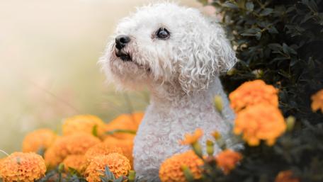 Charming Westie Among Marigolds wallpaper