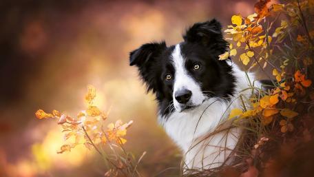 Charming Border Collie Amid Autumn Colors wallpaper