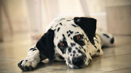 Dalmatian Relaxing on the Floor wallpaper