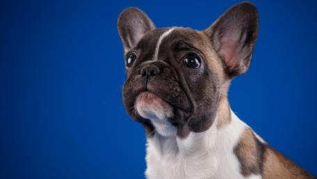 Adorable French Bulldog Portraits for Dog Lovers wallpaper