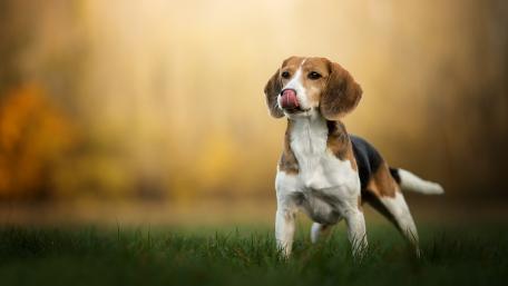 Playful Beagle Enjoying the Great Outdoors wallpaper