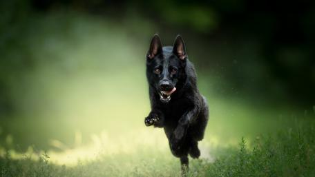 Dynamic Black Dog in Full Sprinting Action wallpaper