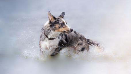 Playful Border Collie Splashing in Water wallpaper