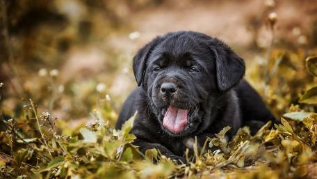 Playful Black Puppy Amidst Greenery wallpaper
