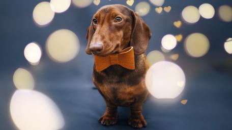 Dapper Dachshund with Bowtie Charm wallpaper