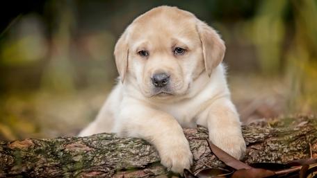 Adorable puppy resting on a log wallpaper