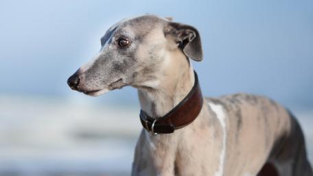 Whippet wallpaper