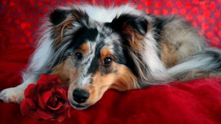 Charming Sheltie on a Romantic Background wallpaper